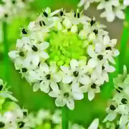 Ornithogalum